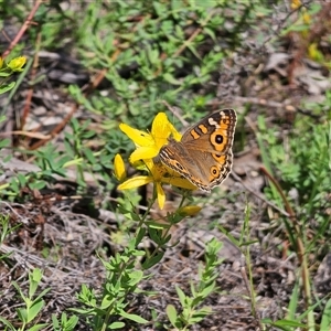 Junonia villida at Jerangle, NSW - 2 Mar 2025 03:32 PM