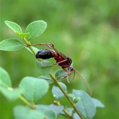 Myrmecia sp. (genus) (Bull ant or Jack Jumper) at Kangaroo Valley, NSW - Today by lbradley