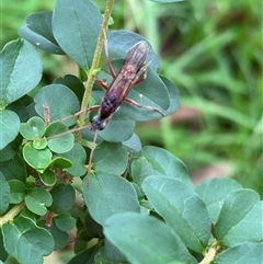 Myrmecia sp. (genus) at Kangaroo Valley, NSW - suppressed