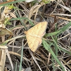 Scopula rubraria (Reddish Wave, Plantain Moth) at Bruce, ACT - 3 Mar 2025 by KMcCue