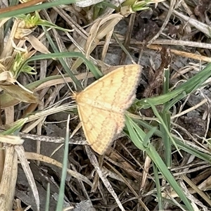 Scopula rubraria at Bruce, ACT - Yesterday 11:37 AM