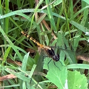 Diplacodes melanopsis at Kangaroo Valley, NSW - suppressed
