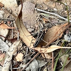 Macrotona sp. (genus) (Macrotona grasshopper) at Bruce, ACT - 3 Mar 2025 by KMcCue