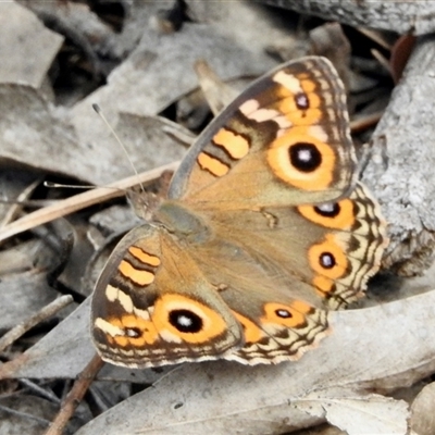 Junonia villida (Meadow Argus) at Bruce, ACT - 3 Mar 2025 by KMcCue