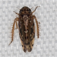 Xestocephalus (genus) at Melba, ACT - 27 Feb 2025 10:07 PM