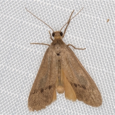 Scoliacma nana (Diminutive Footman) at Melba, ACT - 27 Feb 2025 by kasiaaus