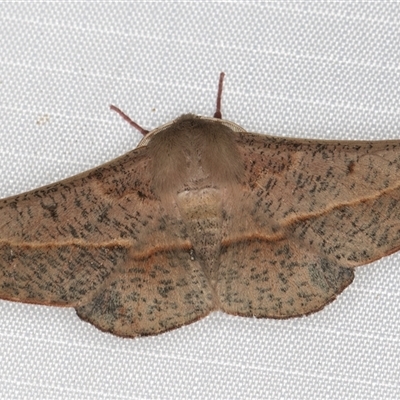 Antictenia punctunculus (A geometer moth) at Melba, ACT - 27 Feb 2025 by kasiaaus