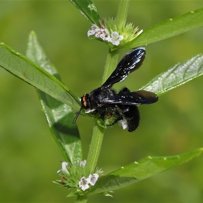 Scolia (Discolia) verticalis (Yellow-headed hairy flower wasp) at Acton, ACT - 2 Mar 2025 by TimL