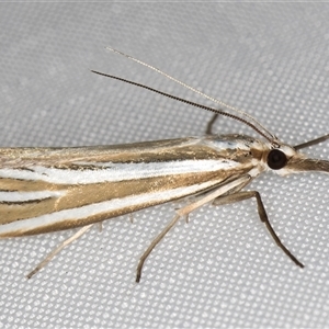 Hednota relatalis (A Crambid moth) at Melba, ACT - 27 Feb 2025 by kasiaaus