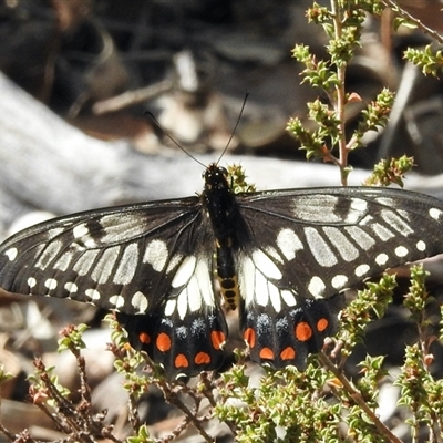 Papilio anactus (Dainty Swallowtail) at Bruce, ACT - 3 Mar 2025 by KMcCue