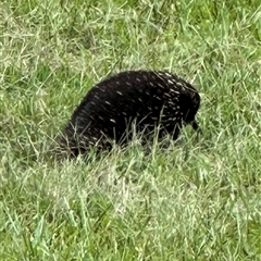 Tachyglossus aculeatus (Short-beaked Echidna) at Kangaroo Valley, NSW - 3 Mar 2025 by lbradley