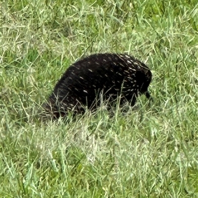 Tachyglossus aculeatus by lbradley