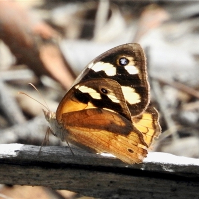 Heteronympha merope (Common Brown Butterfly) at Bruce, ACT - 3 Mar 2025 by KMcCue