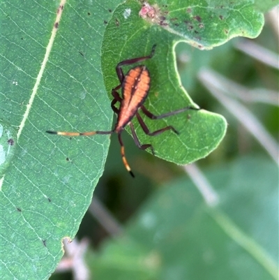 Amorbus obscuricornis (Eucalyptus Tip Wilter) at Kangaroo Valley, NSW by lbradley