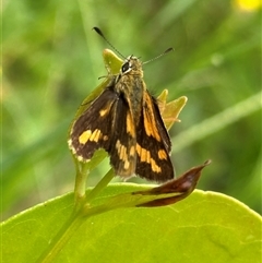 Ocybadistes walkeri (Green Grass-dart) at Kangaroo Valley, NSW - 3 Mar 2025 by lbradley