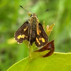Ocybadistes walkeri at Kangaroo Valley, NSW - suppressed