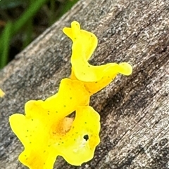 Dacryopinax spathularia (Dacryopinax spathularia) at Kangaroo Valley, NSW - 3 Mar 2025 by lbradley