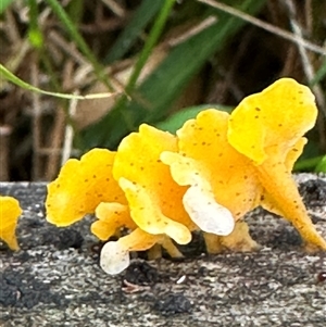 Dacryopinax spathularia at Kangaroo Valley, NSW - 3 Mar 2025 01:30 PM