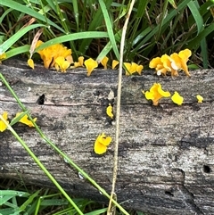 Dacryopinax spathularia at Kangaroo Valley, NSW - suppressed
