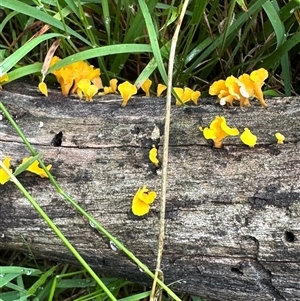 Dacryopinax spathularia at Kangaroo Valley, NSW - suppressed