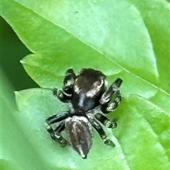 Maratus scutulatus (A jumping spider) at Kangaroo Valley, NSW - Today by lbradley