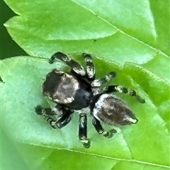 Maratus scutulatus at Kangaroo Valley, NSW - Yesterday 12:58 PM