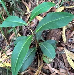 Myrsine howittiana (Brush Muttonwood) at Kangaroo Valley, NSW - Today by lbradley