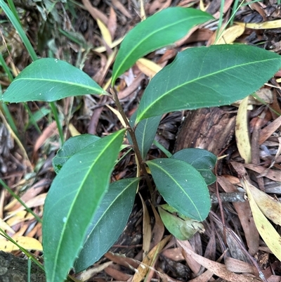 Myrsine howittiana (Brush Muttonwood) at Kangaroo Valley, NSW - Today by lbradley