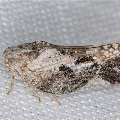 Massila sp. (genus) (Unidentified Massila planthopper) at Melba, ACT - 27 Feb 2025 by kasiaaus