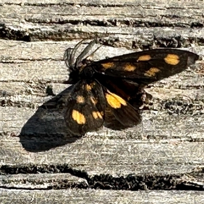 Asura (genus) (a Tiger moth) at Yarralumla, ACT - 2 Mar 2025 by KMcCue