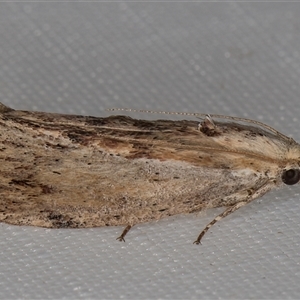 Galleria mellonella (Greater Wax Moth) at Melba, ACT - 27 Feb 2025 by kasiaaus