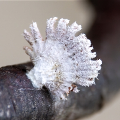 Schizophyllum commune at Bargo, NSW - 8 Jan 2025 by Snows