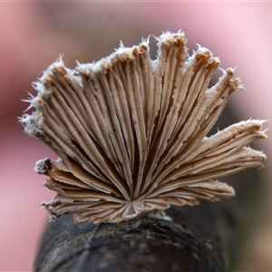 Schizophyllum commune at Bargo, NSW - 8 Jan 2025 07:04 AM