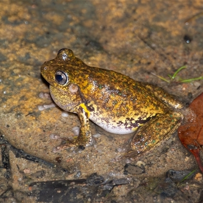 Litoria peronii (Peron's Tree Frog, Emerald Spotted Tree Frog) at Bargo, NSW - 18 Oct 2024 by Snows