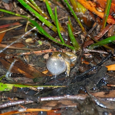 Limnodynastes dumerilii at Bargo, NSW - 18 Oct 2024 by Snows