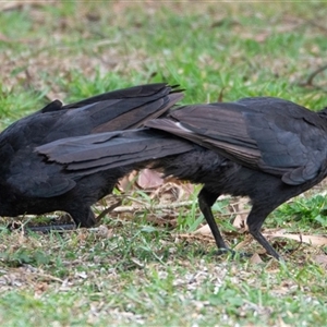 Corcorax melanorhamphos (White-winged Chough) at Bargo, NSW - 14 Oct 2024 by Snows