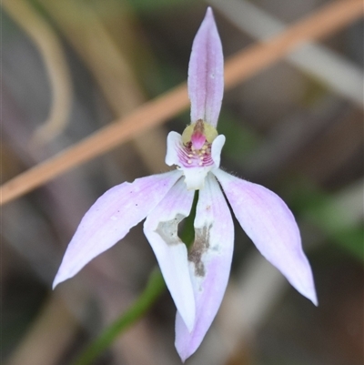 Caladenia carnea (Pink Fingers) at Bargo, NSW - 13 Oct 2024 by Snows