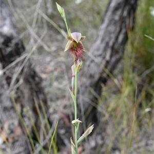 Calochilus paludosus (Strap Beard Orchid) at Bargo, NSW - 13 Oct 2024 by Snows