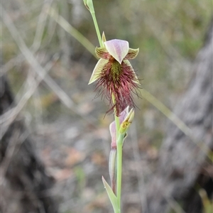Calochilus paludosus at Bargo, NSW - suppressed