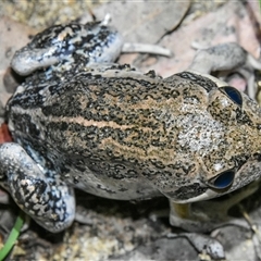 Limnodynastes dumerilii at Bargo, NSW - 1 Oct 2024 by Snows