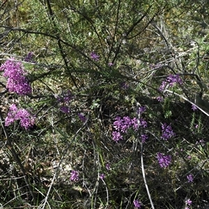 Comesperma ericinum at Bargo, NSW - 19 Sep 2024 02:33 PM