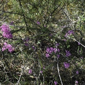 Comesperma ericinum (Heath Milkwort) at Bargo, NSW - 19 Sep 2024 by Snows