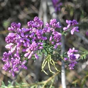 Comesperma ericinum at Bargo, NSW - 19 Sep 2024 02:33 PM