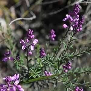 Comesperma ericinum at Bargo, NSW - 19 Sep 2024 02:33 PM