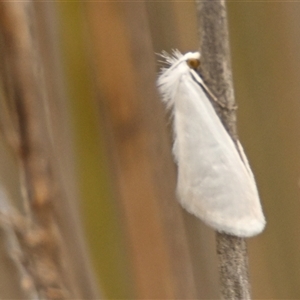 Tipanaea patulella (The White Crambid moth) at Throsby, ACT - 3 Mar 2025 by Thurstan