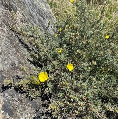 Hibbertia sp. at Rendezvous Creek, ACT - Today by AdamHenderson