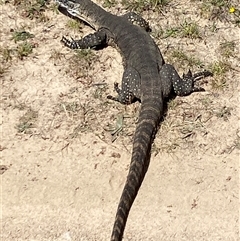 Varanus rosenbergi (Heath or Rosenberg's Monitor) at Rendezvous Creek, ACT - Today by AdamHenderson