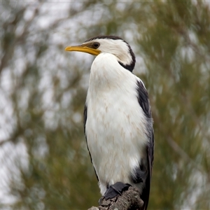 Microcarbo melanoleucos (Little Pied Cormorant) at Mossy Point, NSW - 19 Feb 2025 by jb2602