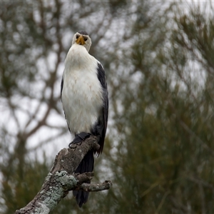 Microcarbo melanoleucos at Mossy Point, NSW - 19 Feb 2025 10:05 AM