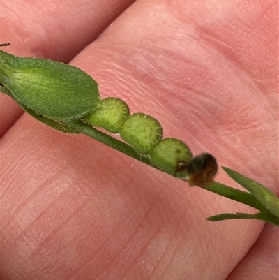 Zornia dyctiocarpa var. dyctiocarpa (Zornia) at Kangaroo Valley, NSW by lbradley